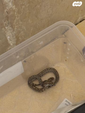 זוחל כרכן תירס