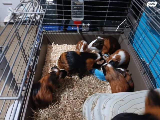 מכרסם שרקן \ קביה