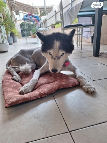 כלב האסקי סיבירי