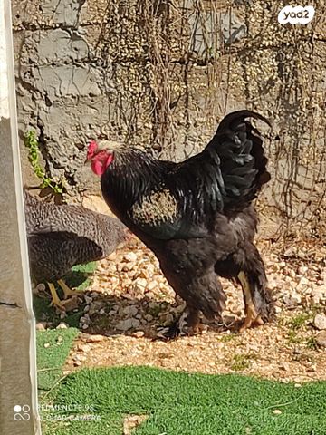 חיית משק ברהמה