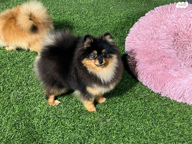 כלב פומרניין/פומרני