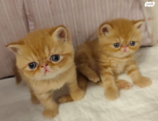 חתול אקזוטי קצר שיער