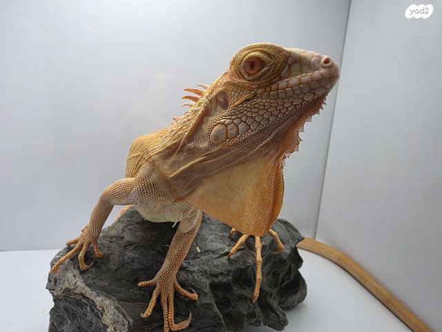 זוחל איגואנה