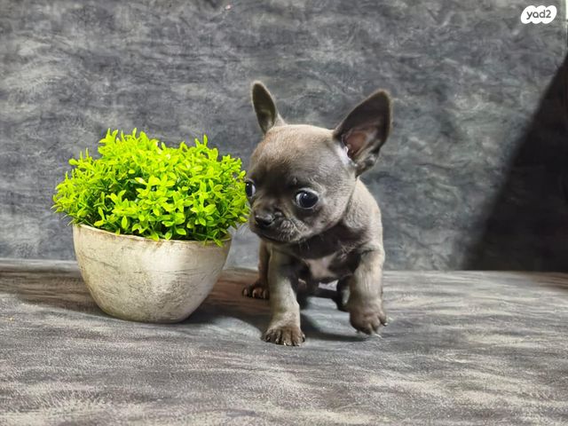 כלב צ'יוואווה