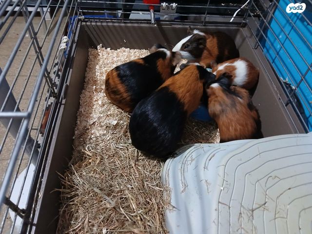 מכרסם שרקן \ קביה