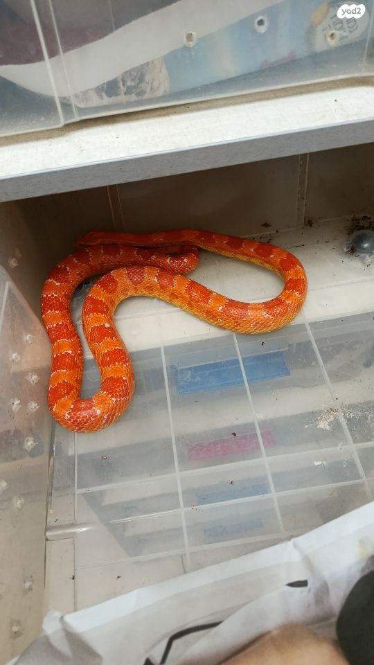 זוחל כרכן תירס