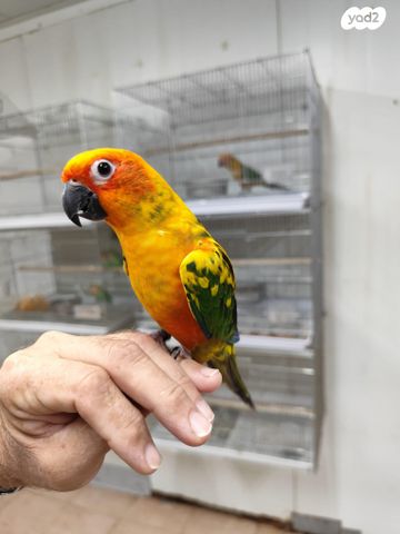 תוכי ג'רדין