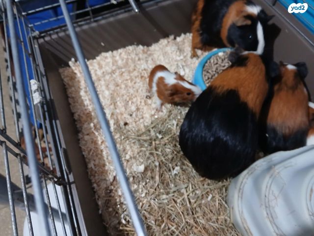 מכרסם שרקן \ קביה