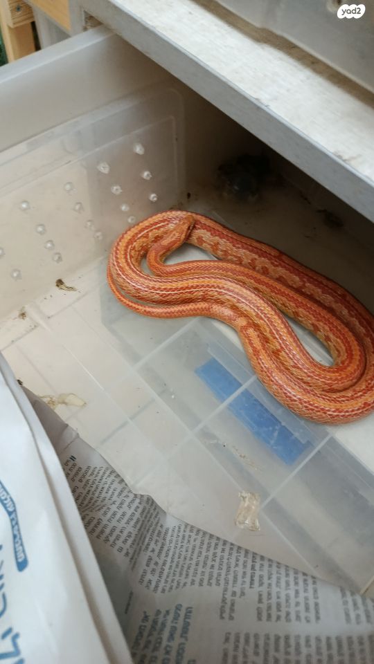 זוחל כרכן תירס