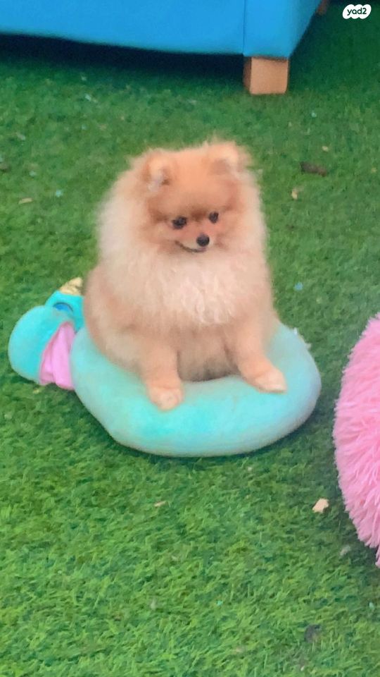 כלב פומרניין/פומרני