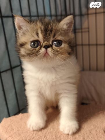 חתול אקזוטי קצר שיער