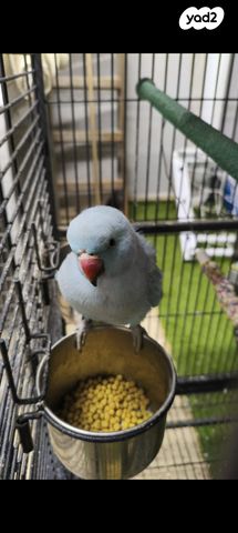 אביזרים | כלוב