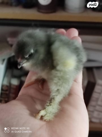 חיית משק ברהמה