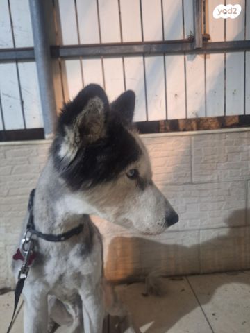 כלב האסקי סיבירי