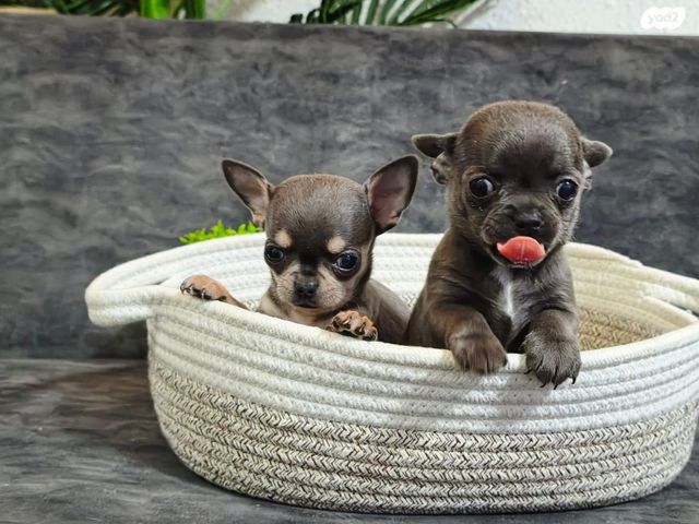 כלב צ'יוואווה