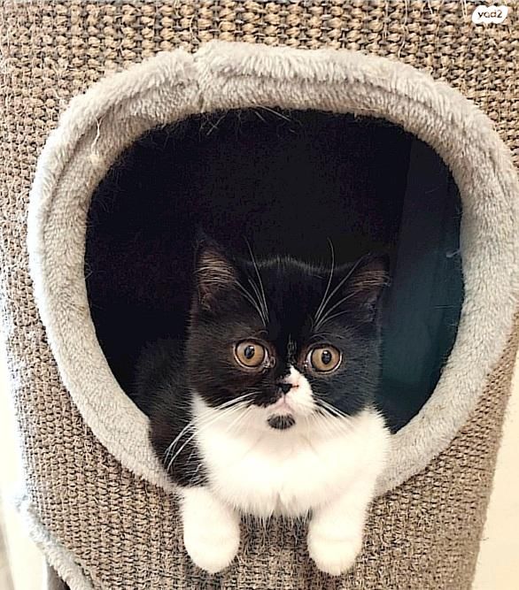 חתול אקזוטי קצר שיער