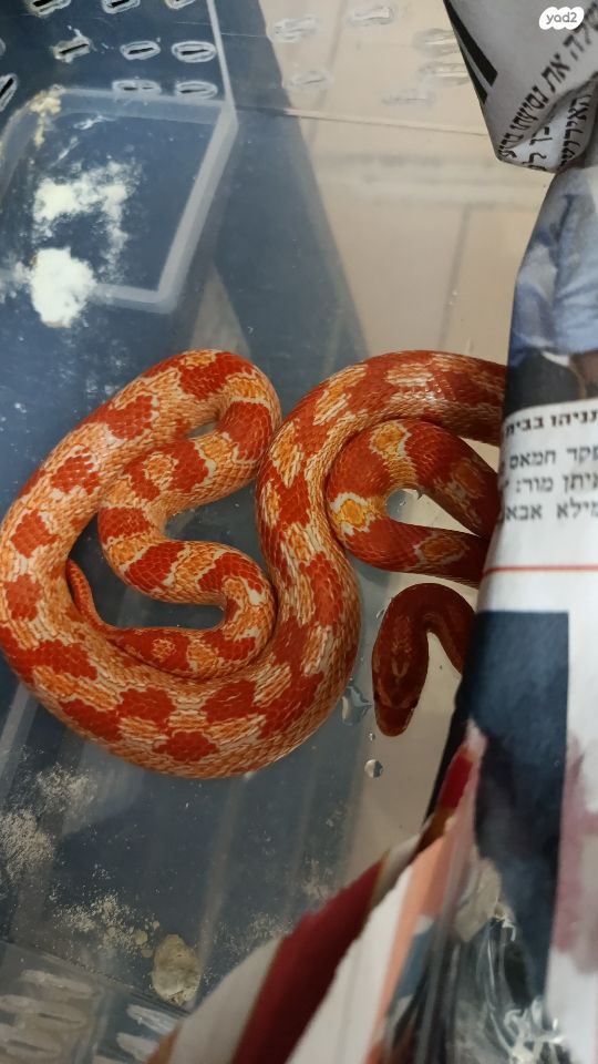 זוחל כרכן תירס