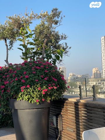 אריה שנקר 17