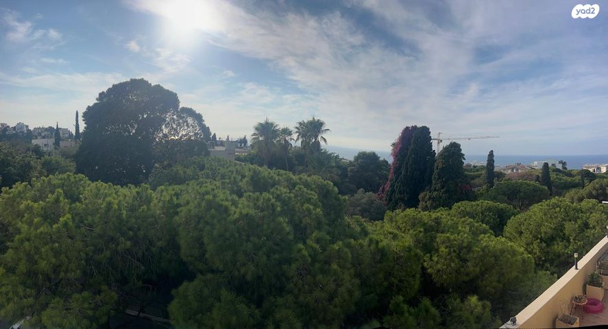 שושנת הכרמל 