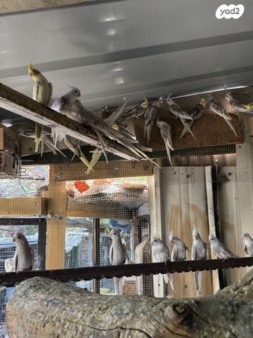 תמונת מודעה - חיות מחמד