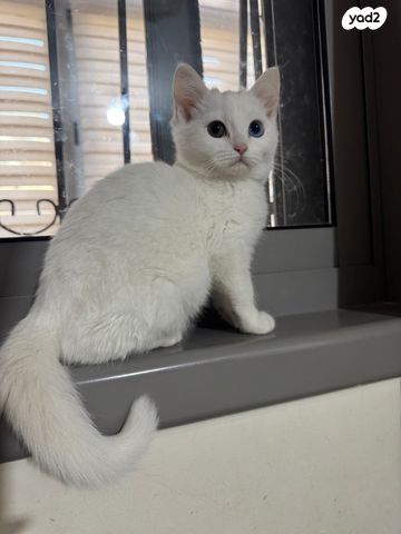 תמונת מודעה - חיות מחמד