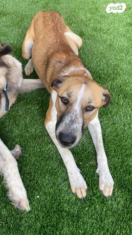 תמונת מודעה - חיות מחמד