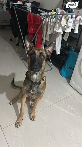 תמונת מודעה - חיות מחמד