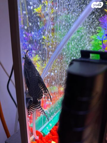 תמונת מודעה - חיות מחמד