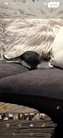 תמונת מודעה - חיות מחמד