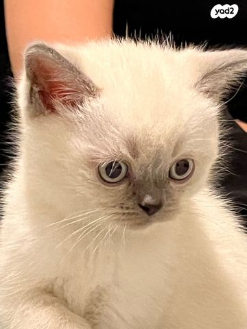 תמונת מודעה - חיות מחמד