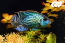 תמונת מודעה - חיות מחמד