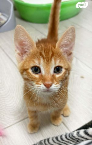 תמונת מודעה - חיות מחמד