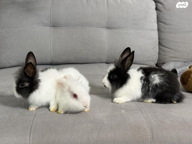 תמונת מודעה - חיות מחמד