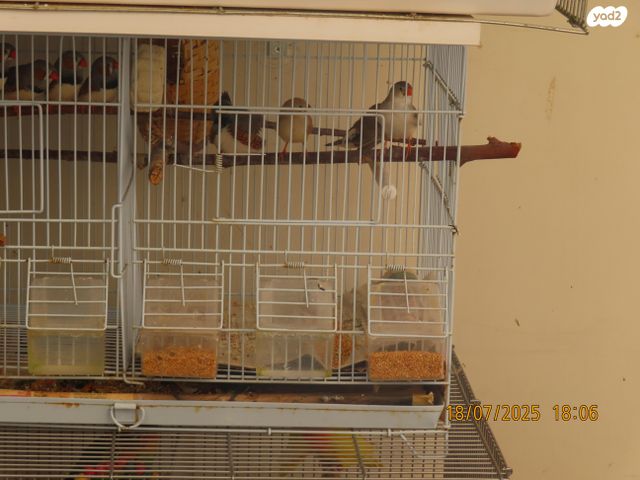 תמונת מודעה - חיות מחמד