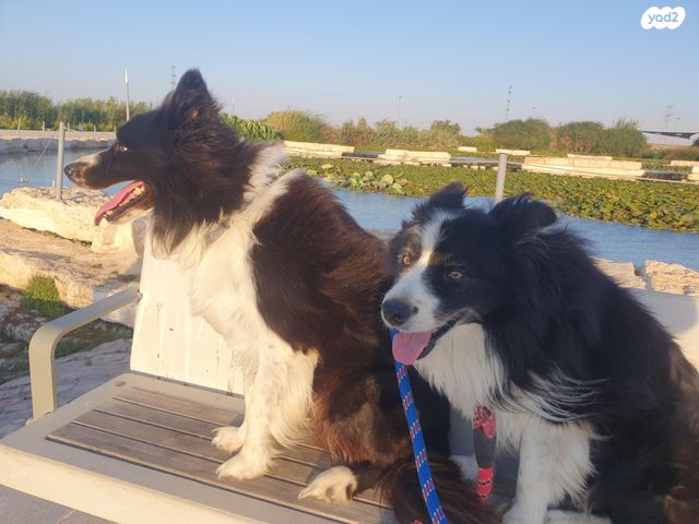 תמונת מודעה - חיות מחמד