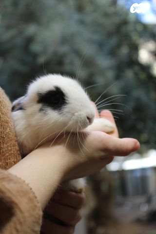 תמונת מודעה - חיות מחמד