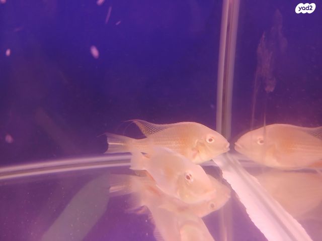 תמונת מודעה - חיות מחמד