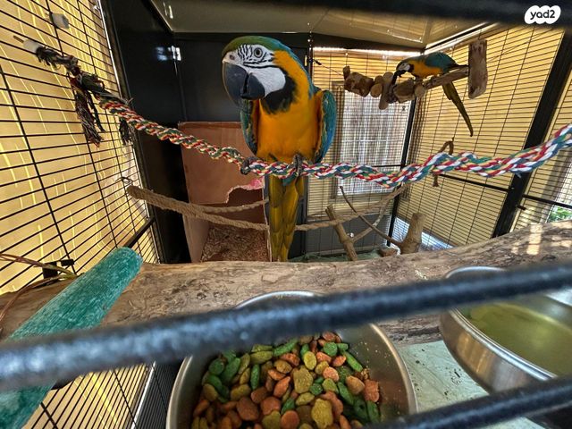 תמונת מודעה - חיות מחמד