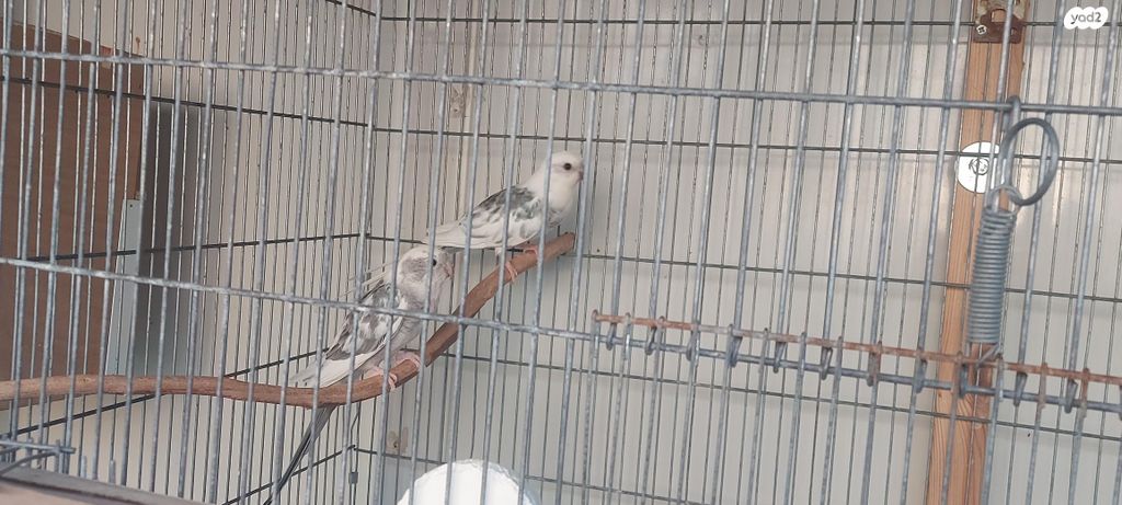 תמונת מודעה - חיות מחמד