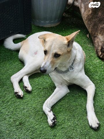 תמונת מודעה - חיות מחמד