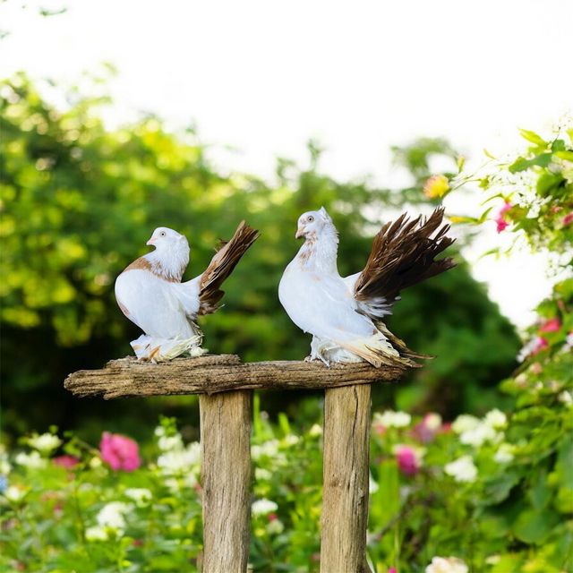 תמונת מודעה - חיות מחמד