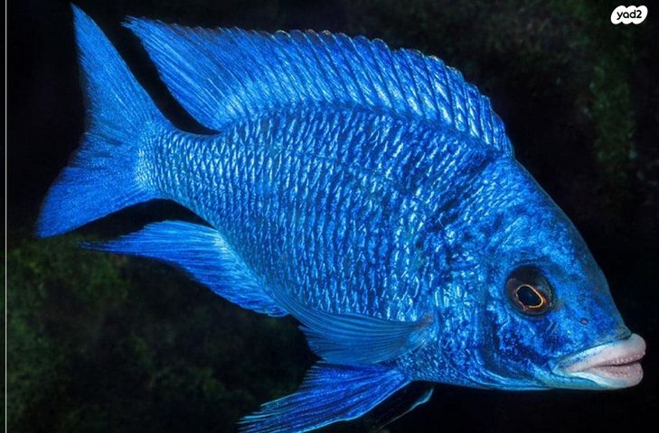 תמונת מודעה - חיות מחמד