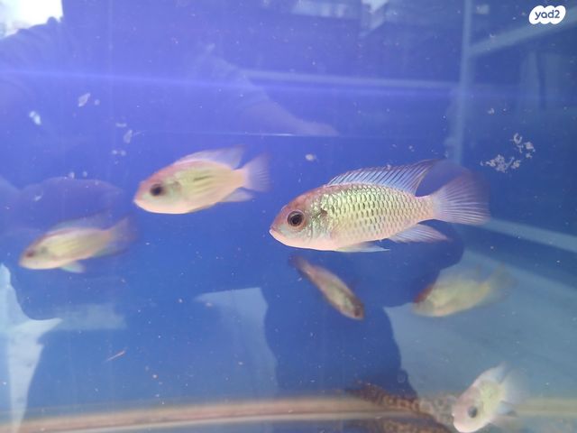 תמונת מודעה - חיות מחמד