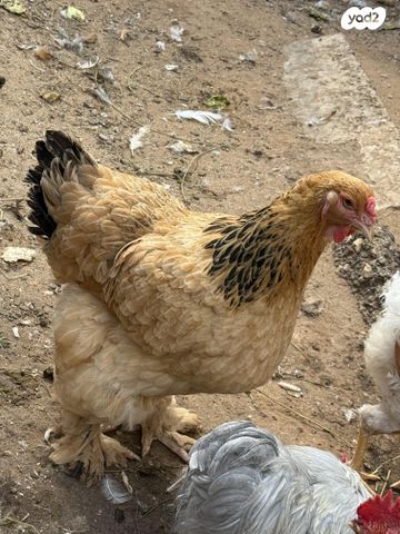 תמונת מודעה - חיות מחמד