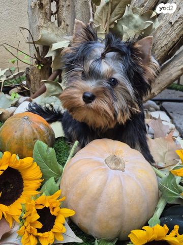 תמונת מודעה - חיות מחמד