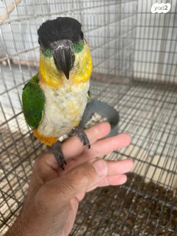 תמונת מודעה - חיות מחמד