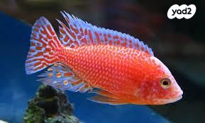 תמונת מודעה - חיות מחמד