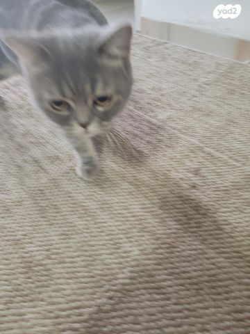 תמונת מודעה - חיות מחמד