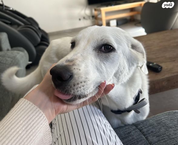 תמונת מודעה - חיות מחמד