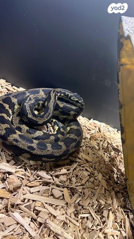 תמונת מודעה - חיות מחמד